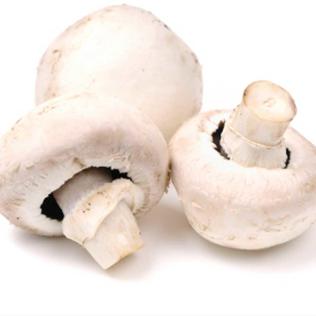 CHAMPIGNONS -شمبنو